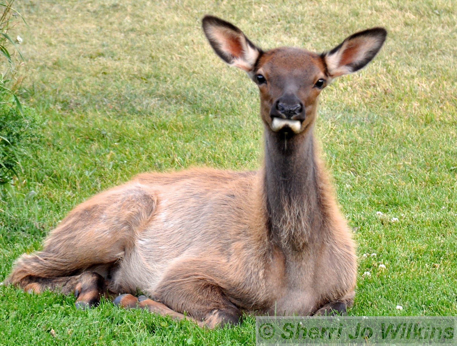 Yellowstone National Park