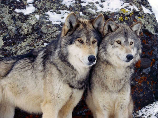 Endangered Gray Wolves