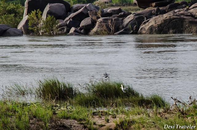 Crested Kngfisher bank of tungbhadra river under mango tree restaurant