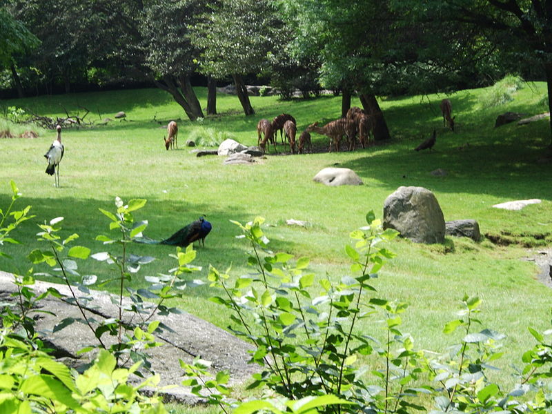 The Bronx Zoo is part of an integrated system of four zoos and one