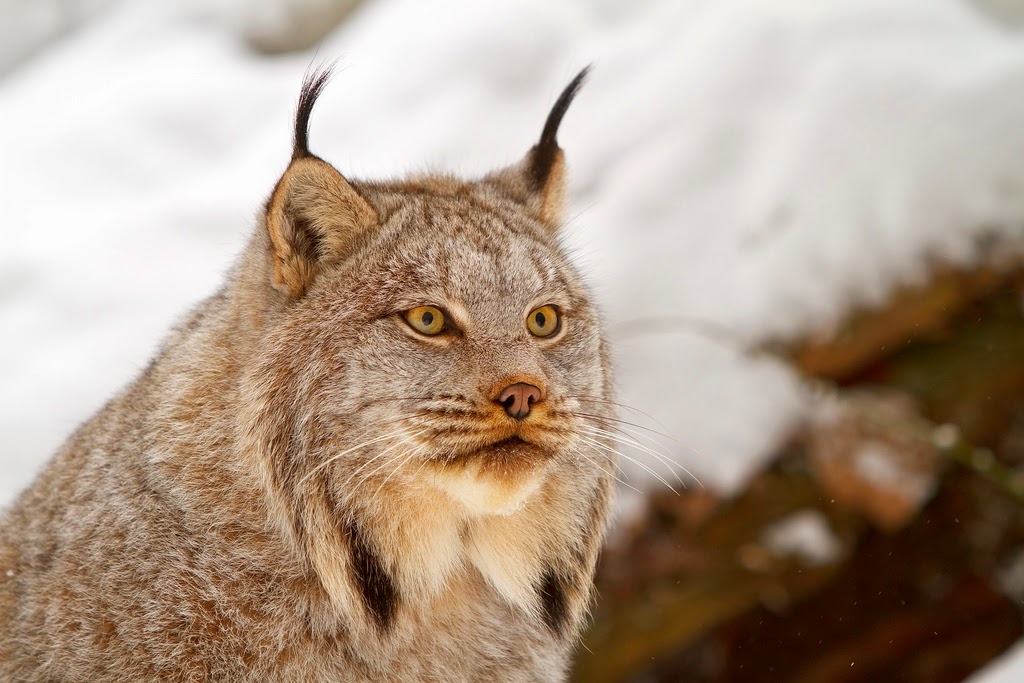 White Wolf 15 Photos That Will Make You Fall In Love With Canada Lynx