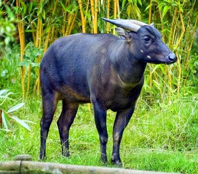 Anoa Hewan Endemik Sulawesi Yang Semakin Langka anoa