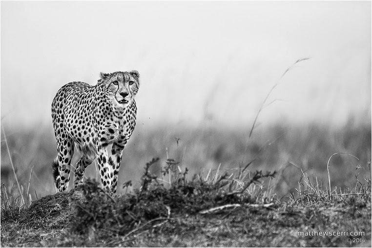 amateur photographers, Best Photo of the Day in Emphoka by Matthew Scerri, https://flic.kr/p/pZWJzb amateur photographers, Best Photo of the Day in Emphoka by Matthew Scerri, https://flic.kr/p/pZWJzb