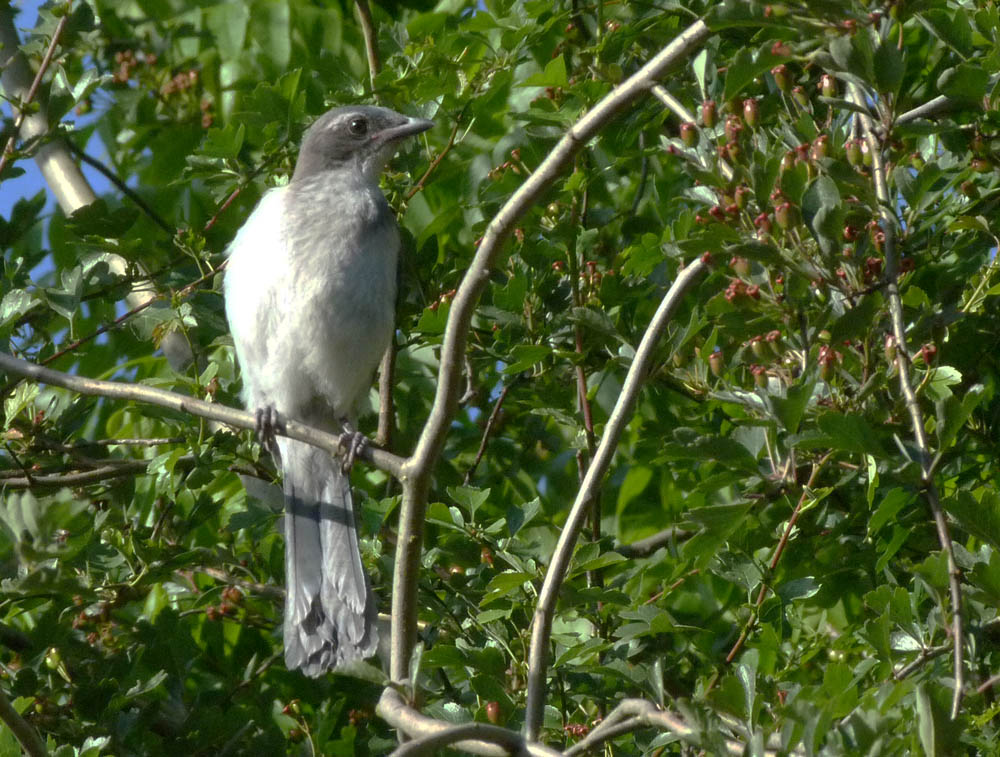 The Flycatcher Young ScrubJays in the neighborhood