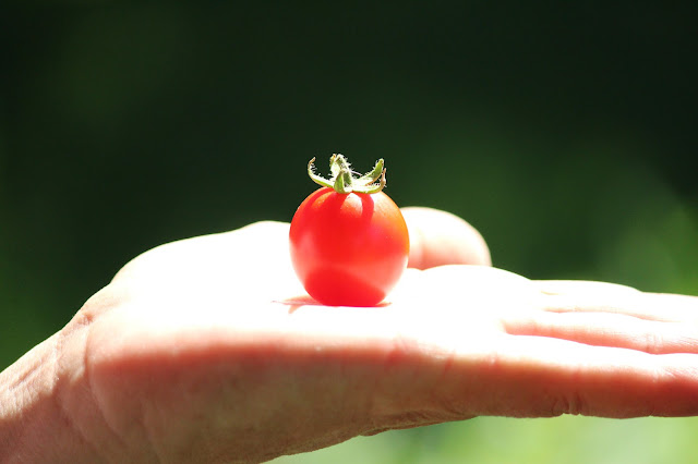 TOMATE CHERRY