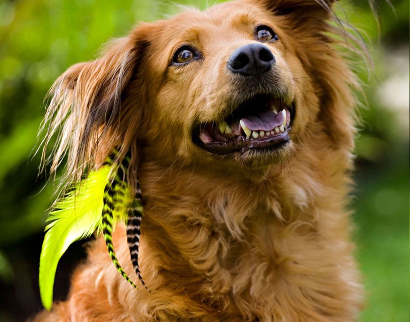 The Lash Boutique Puppylocks Feather extensions for your best friend.