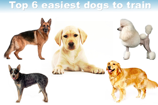 Easiest Dog Breed To Train Obedience Easiest Dog Breed To Train Obedience