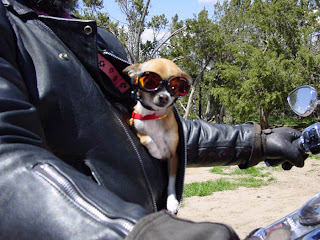 Harley%2Bdog%2B44.jpg