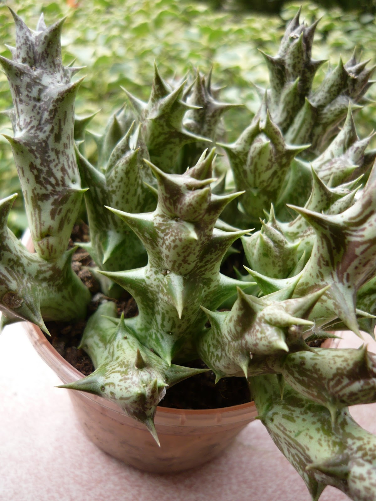 Christmas Cactus For Sale 2021