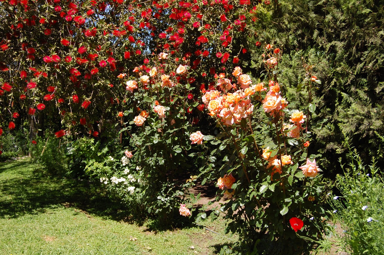 El jardin de mi abuela: Rosas perpetuas modernas, Hibridas de Té
