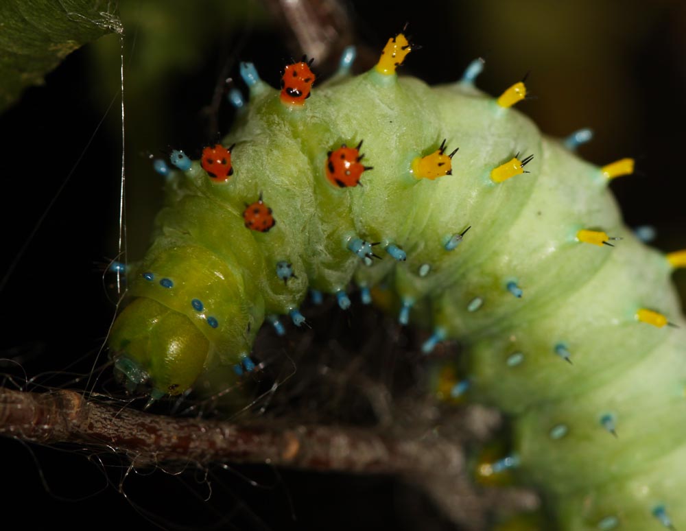 All of Nature Cecropia Caterpillars Make Silk Cacoons