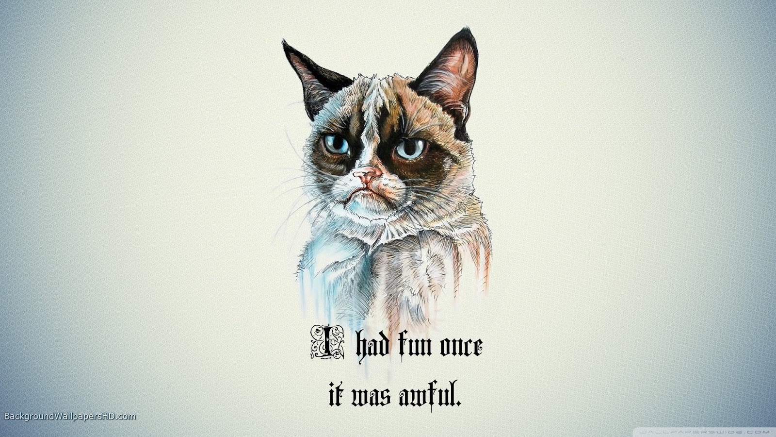 Cool Cat Funny Wallpapers in HD