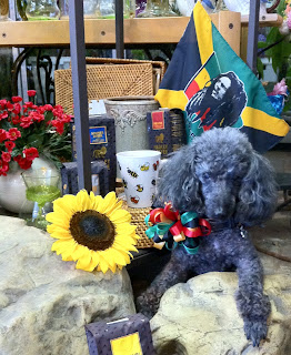 Dog Days of Summer - Stein Your Florist Co. Dog Days of Summer - Stein Your Florist Co.