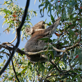 Kennet River wild koala up a gum tree