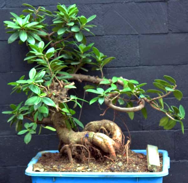 TITIK FILE: ANEKA RAGAM TANAMAN BONSAI