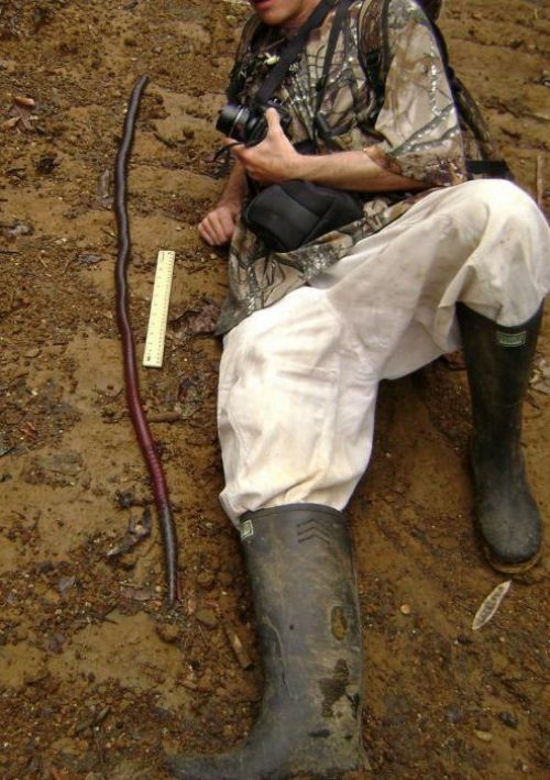 Cacing Terbesar Di Dunia Panjangnya 3,4 Meter [ www.Up2Det.com ]