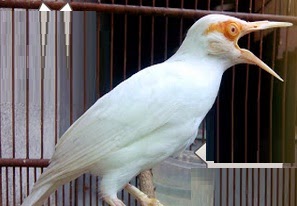 Murai Nusantara Daftar Harga Burung Jalak Bali