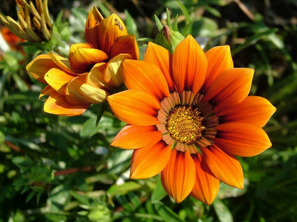 flower wallpaper mp3 mp3 songs free beautiful flowers flower wallpaper mp3 mp3 songs free beautiful flowers
