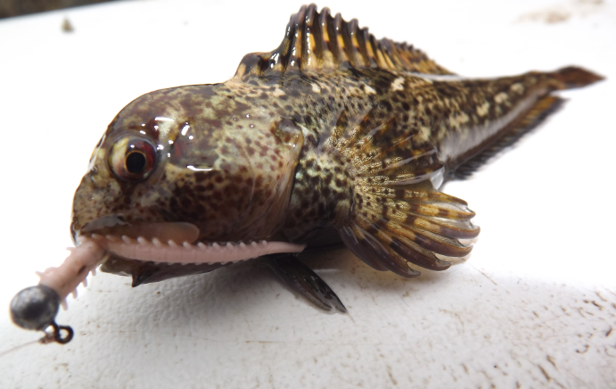 mission impossible to catch 100 species of saltwater fish from