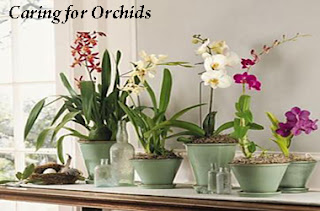 Caring for Houseplant Orchids 