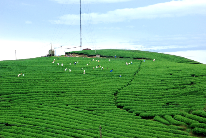 Green tea fields in Moc Chau Plateau