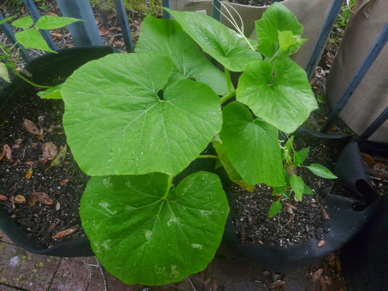 Red Warty Thing Squash