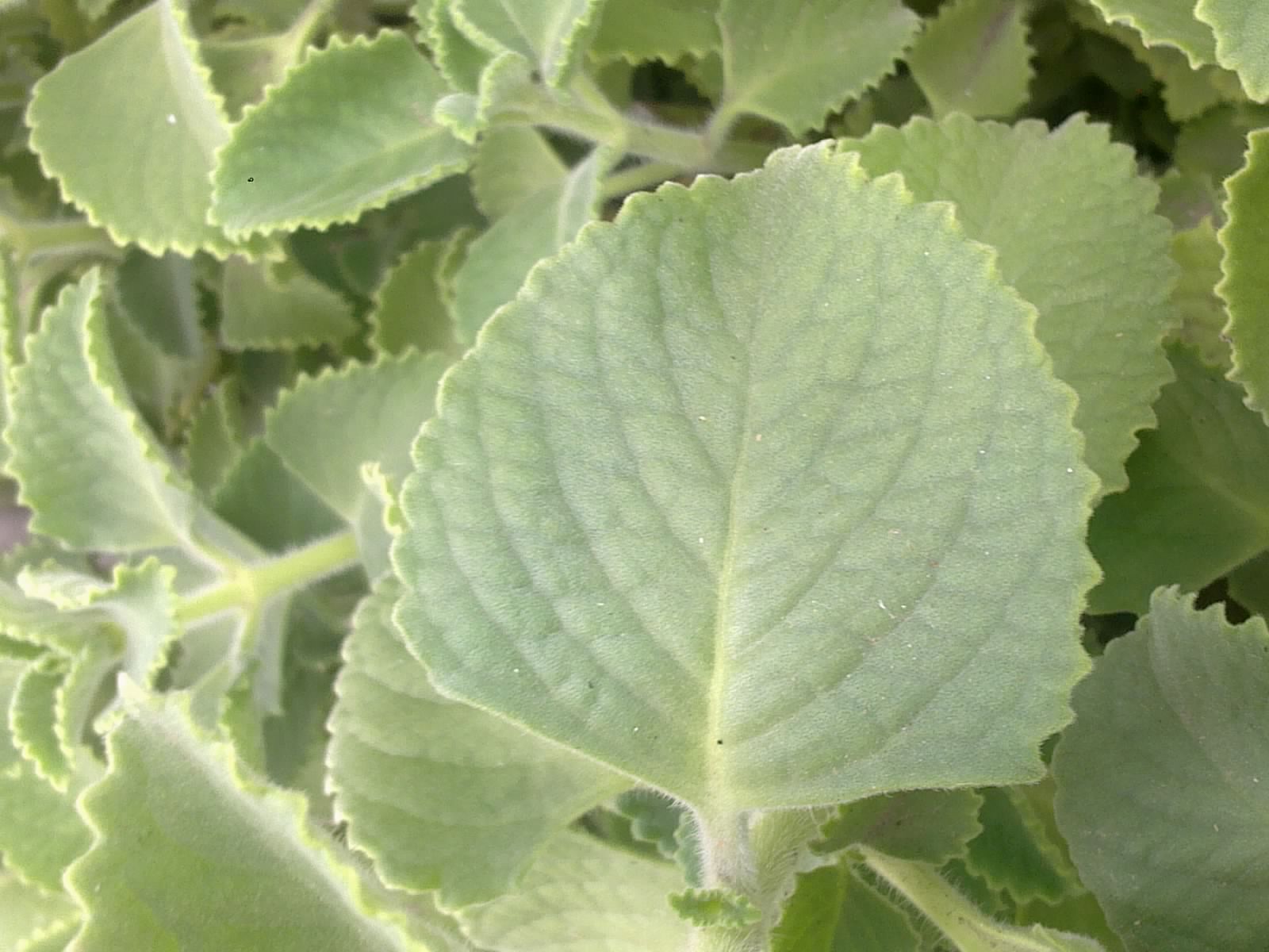 Plants Growing In My Potted Garden. Growing Cuban Oregano