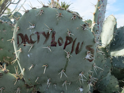 Dactylopius – Spelled in Dactylopius