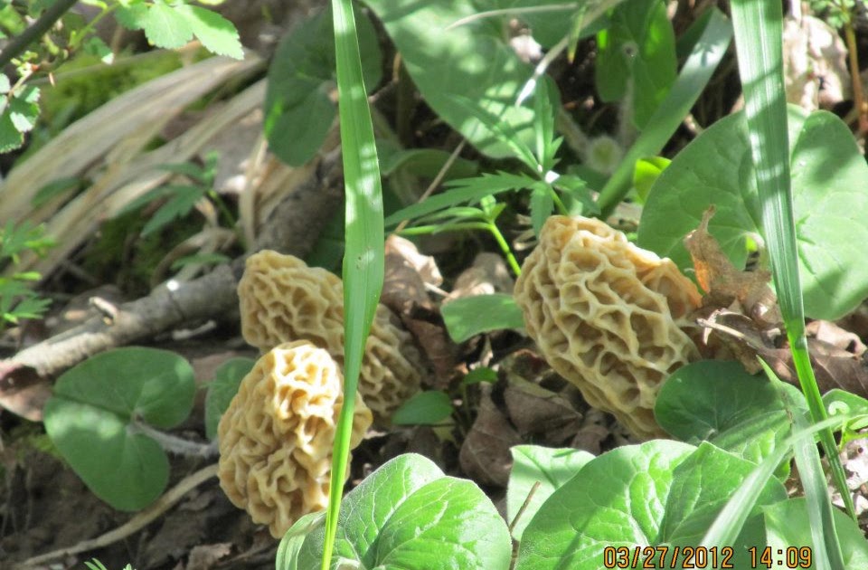 Explore! Southern Indiana It's Morel Season in Southern Indiana!