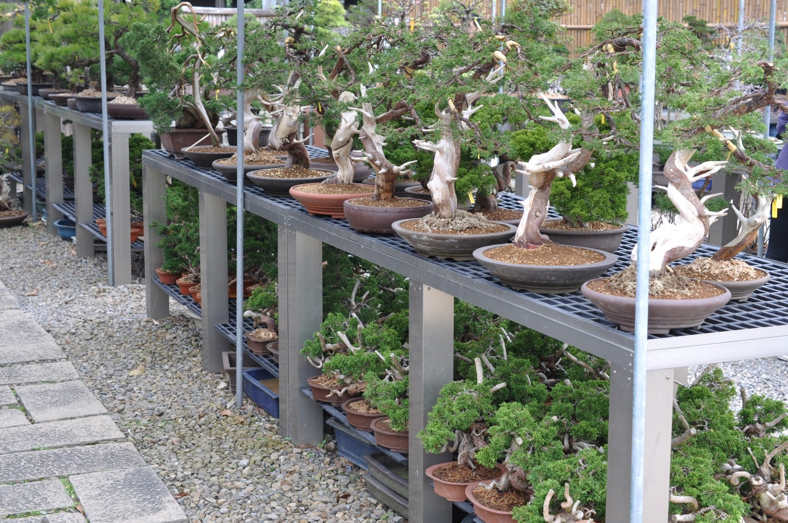 All in One Bonsai and Ceramics Bonsai Nurseries in Taiwan