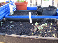 Brassica seedlings planted 10 days ago.