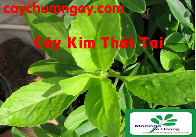 kim thất tai chữa bệnh tiểu đường hiệu quả