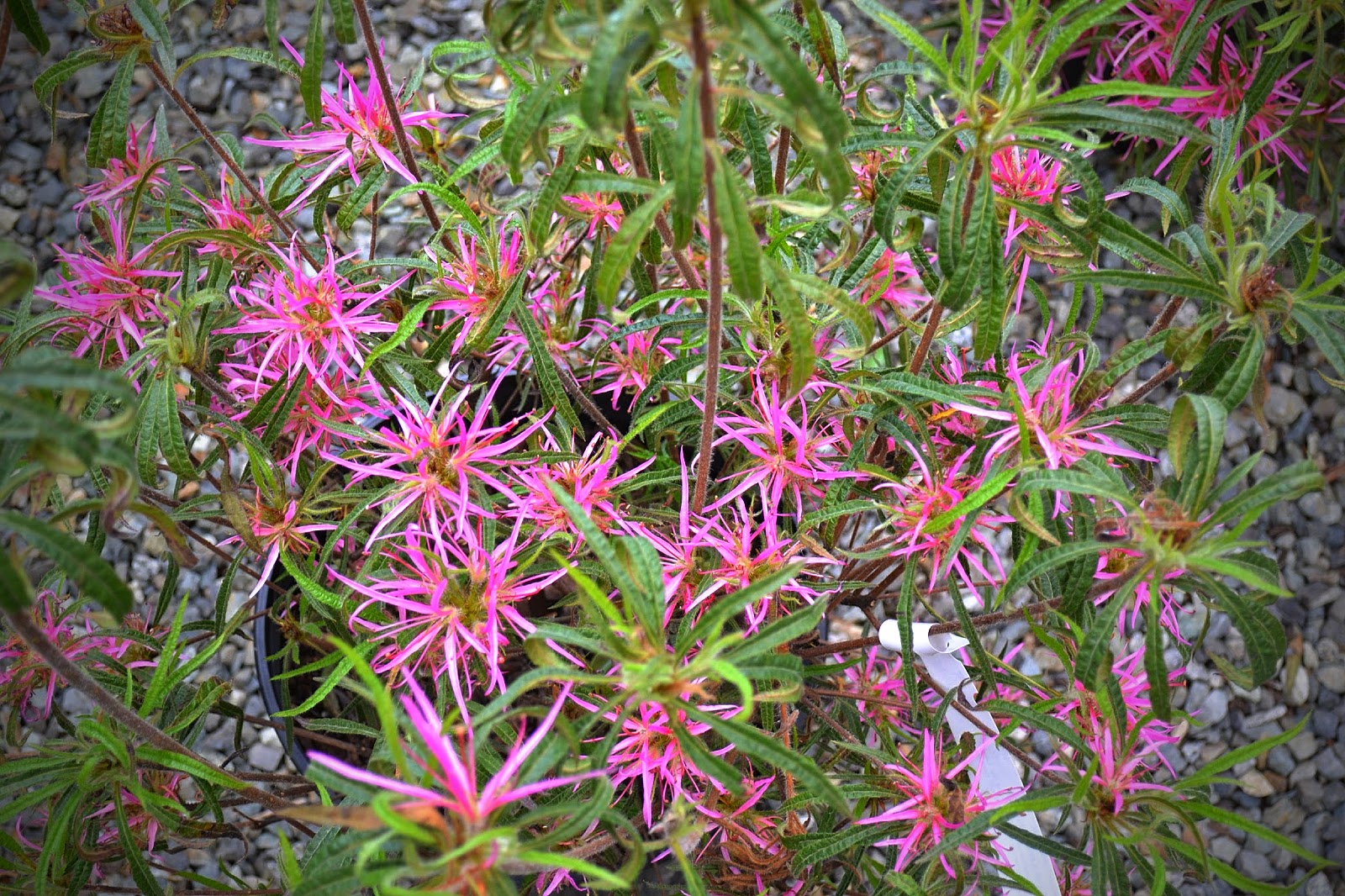 The Outlaw Gardener Wells Medina Nursery Part Two Rhododendrons
