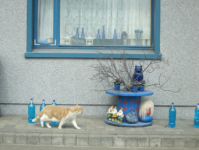 Cat in blue, Iceland