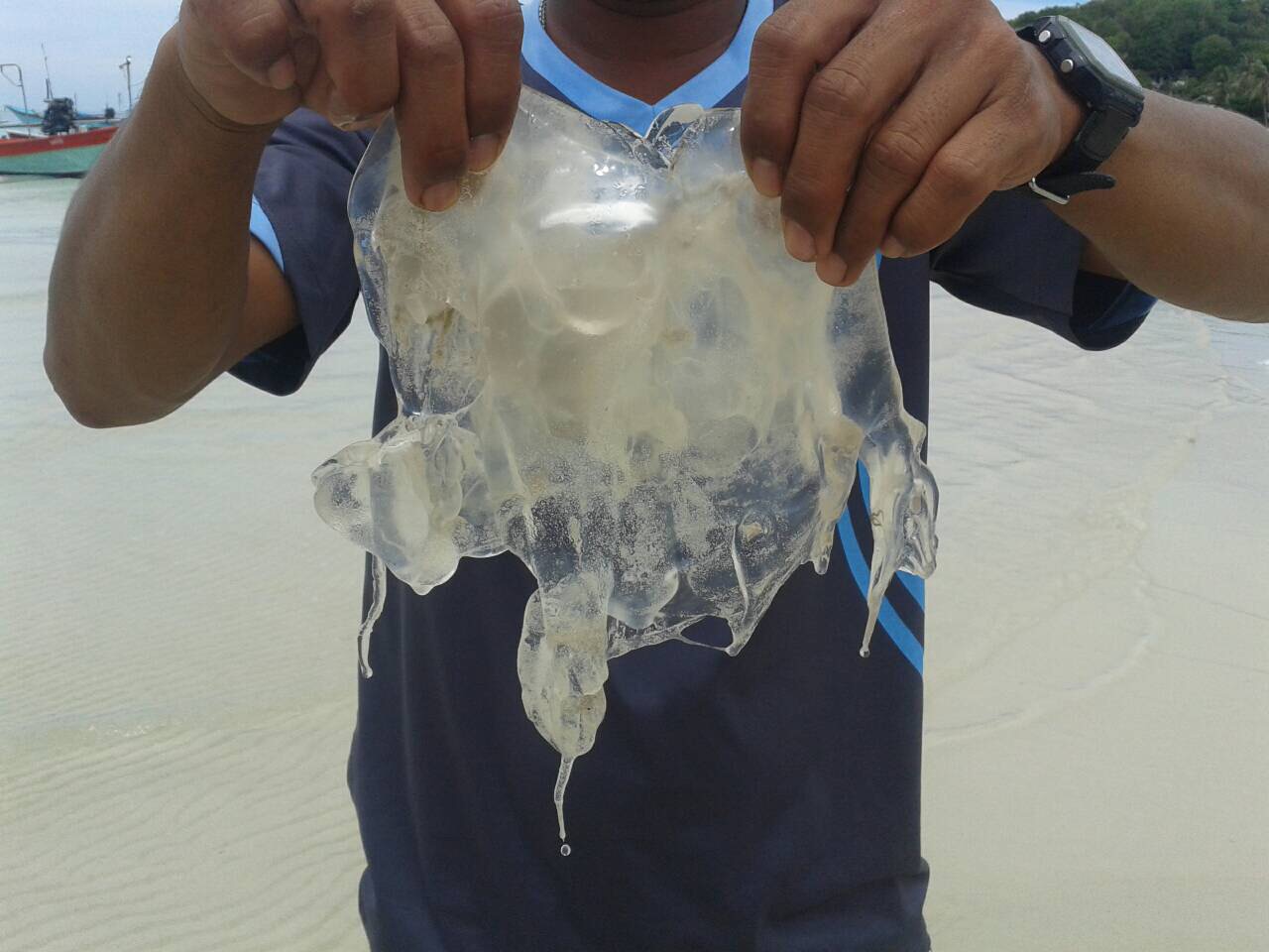 Woman Killed By Box Jellyfish on Koh Phangan