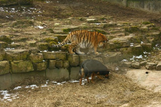interspecies friendships, a dog and tiger, funny animal photos, animal pictures, dog and tiger cub at the zoo, dog and tiger are friends