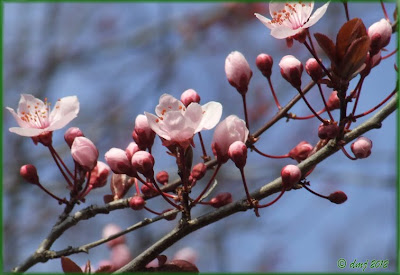 Prunus fiorito