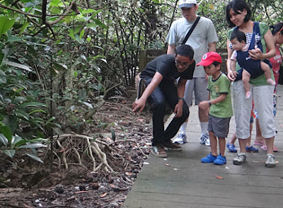 Pasir Ris mangrove boardwalk tour with the Naked Hermit Cr 