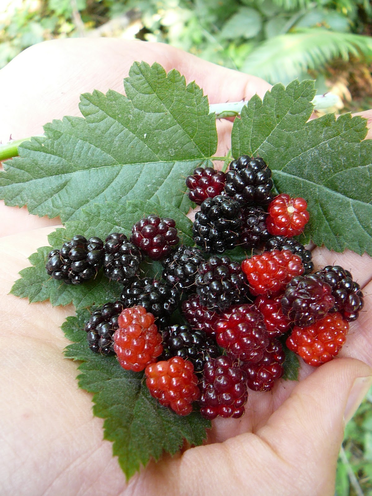 Wild Harvests July is Thimbleberry