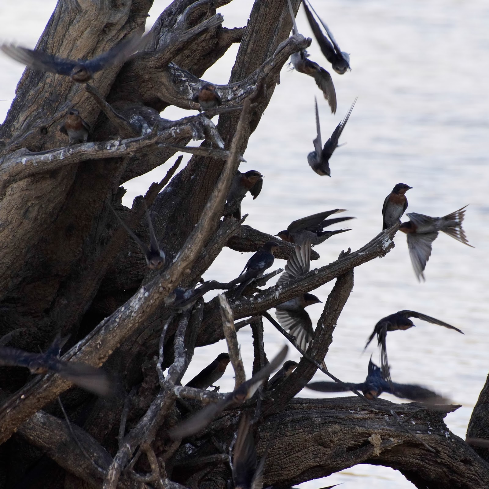 Looking Forward To Waywardness