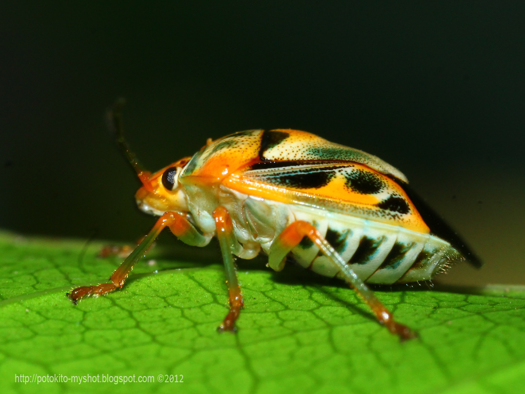 Antesia Coffee Bug (Antestiopsis sp)