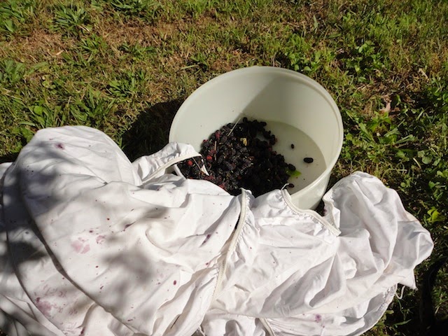 Dump mulberries in a bucket