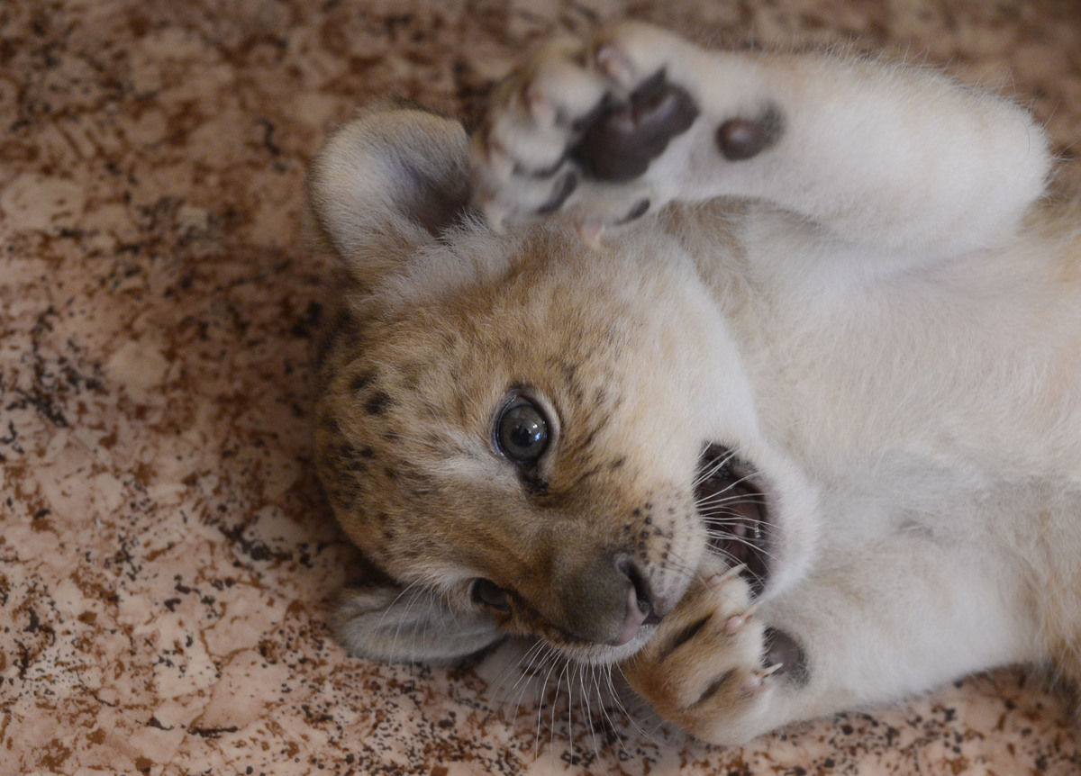 The world's first Liliger born at Russian zoo (20 pics) Amazing Creatures