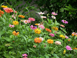 Flower garden in Arkansas