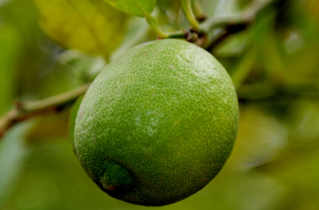 Cherishing India..... Fruit plants in our yard.....