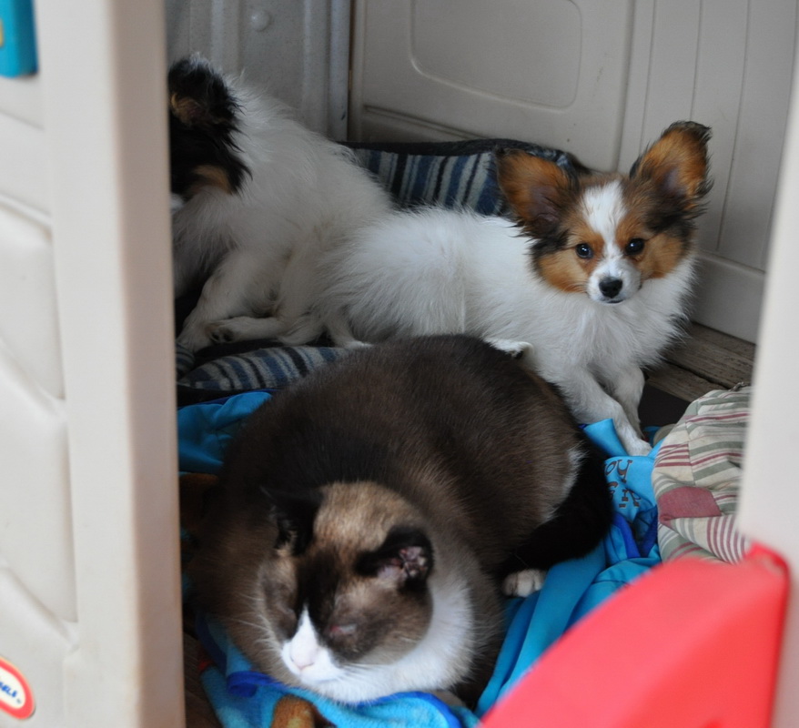 papillon dog cats