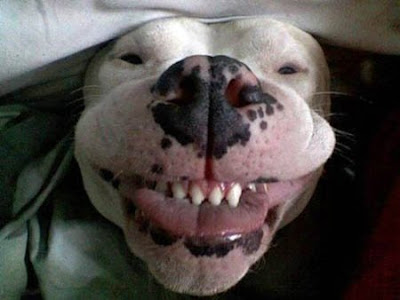 Funny dog smiling