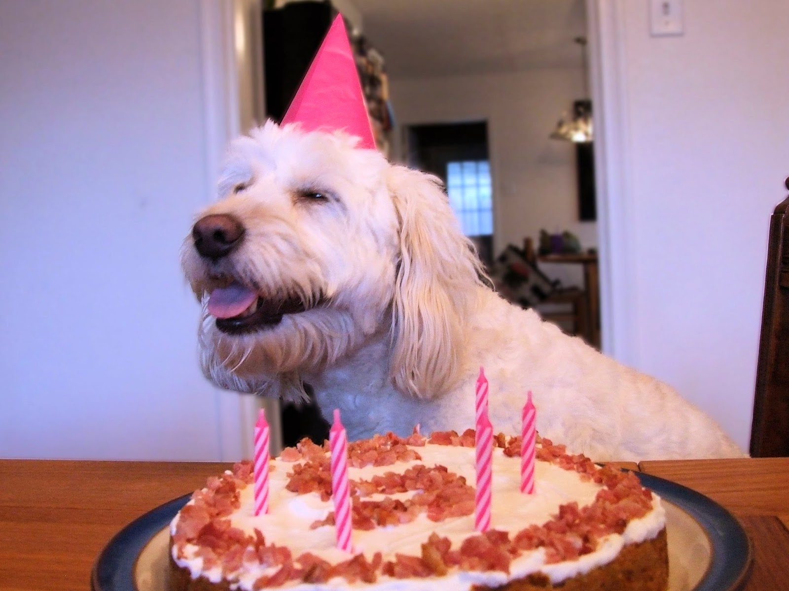 dog+birthday+cake+01.jpg