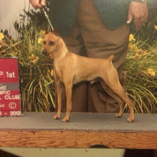 Dog Shows Lubbock Tx Dog Shows Lubbock Tx