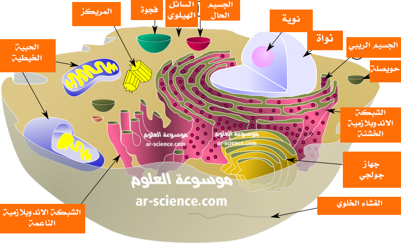 التراكيب الخلوية والعضيات بحث عن تركيب الخلايا